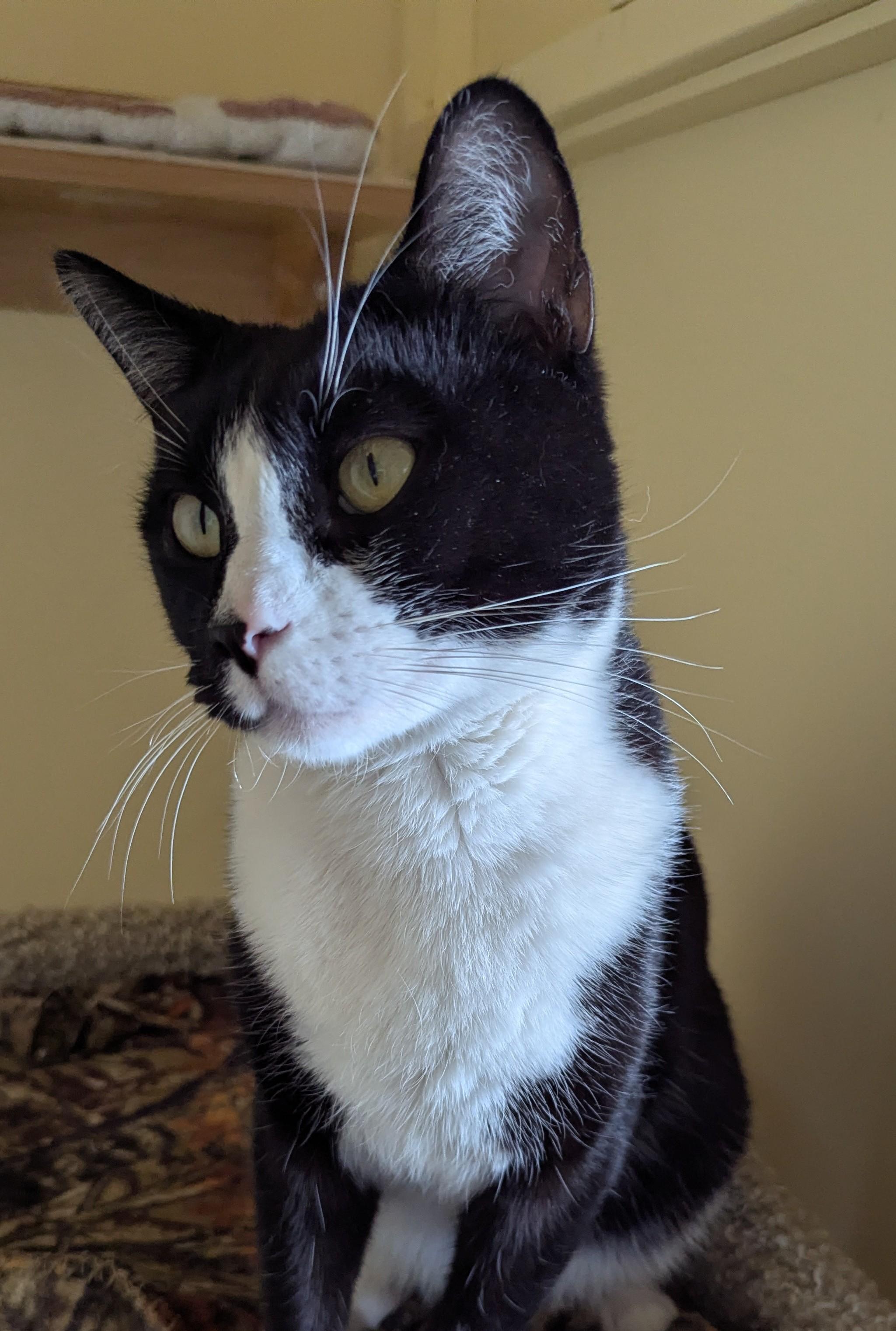 Enlarge LOUIS, a Adoptable Tuxedo in Prescott, AZ image 6/6
