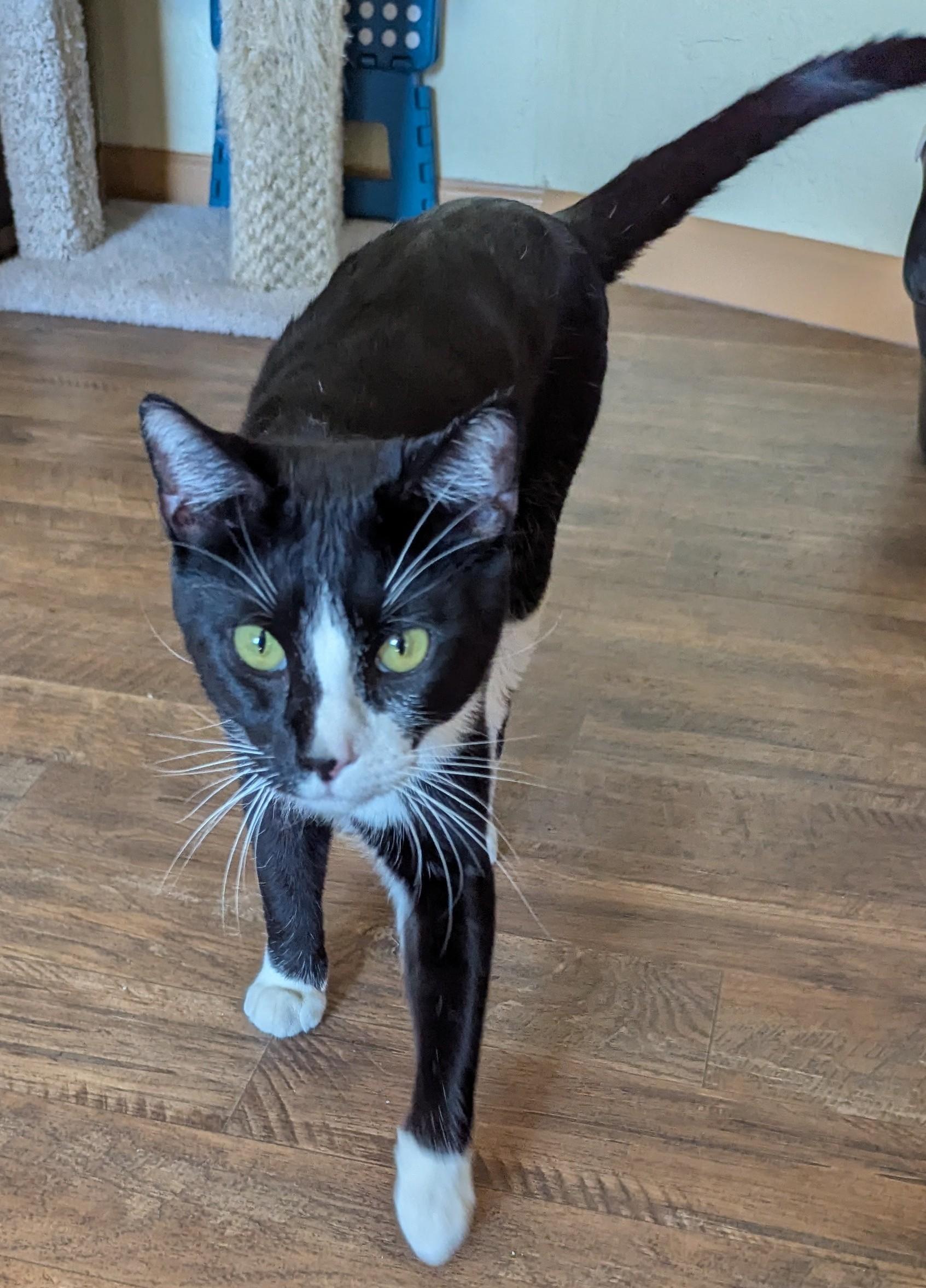 Enlarge LOUIS, a Adoptable Tuxedo in Prescott, AZ image 2/6