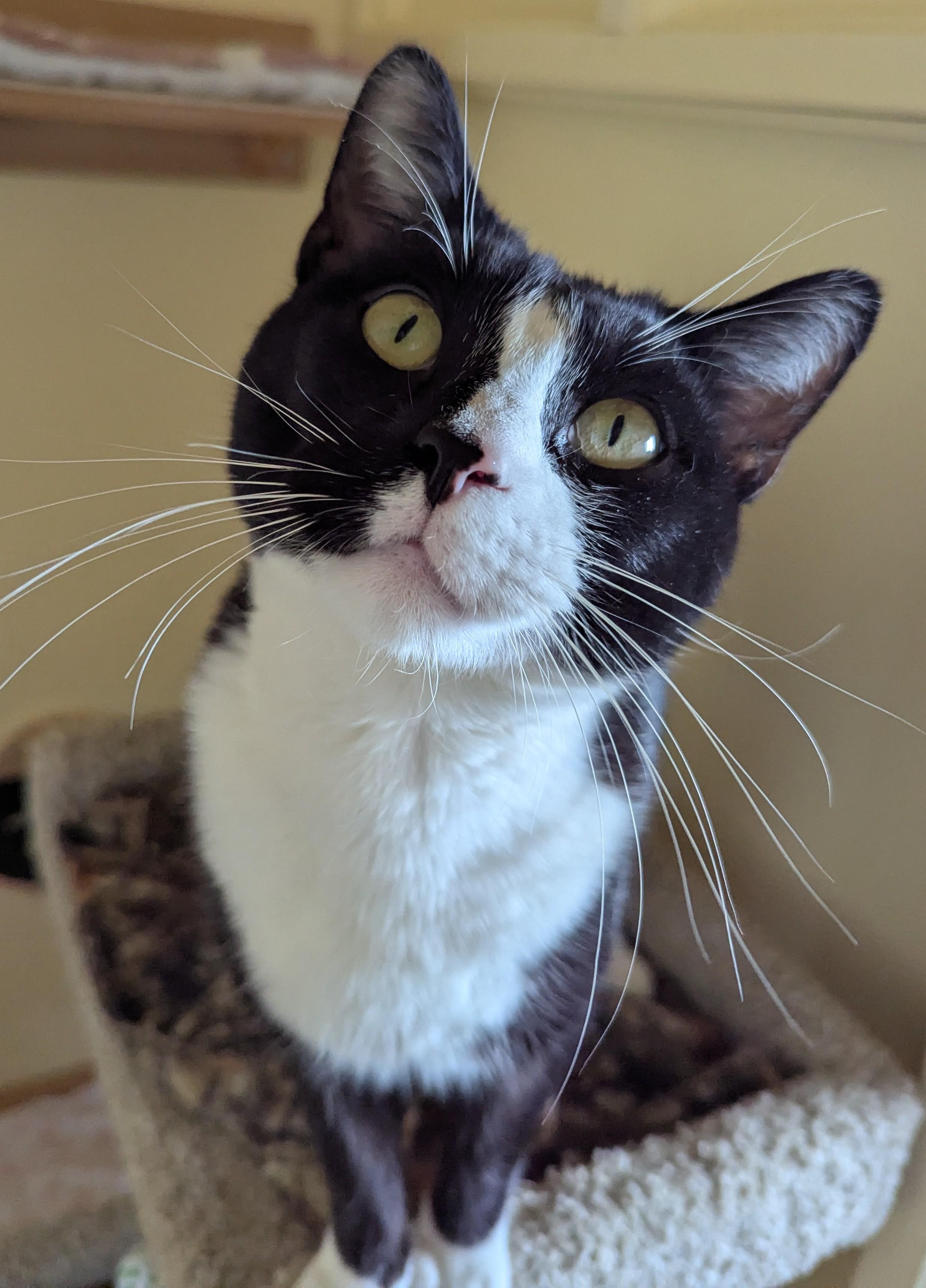 Enlarge LOUIS, a Adoptable Tuxedo in Prescott, AZ image 5/6