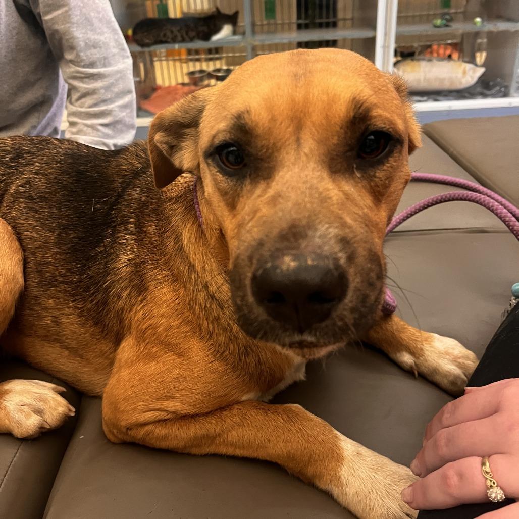 Enlarge Athena, a Adoptable Mixed Breed in Red House, WV image 1/1