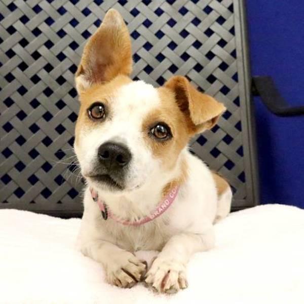 Rosette, Adoptable, Adult Female Terrier.