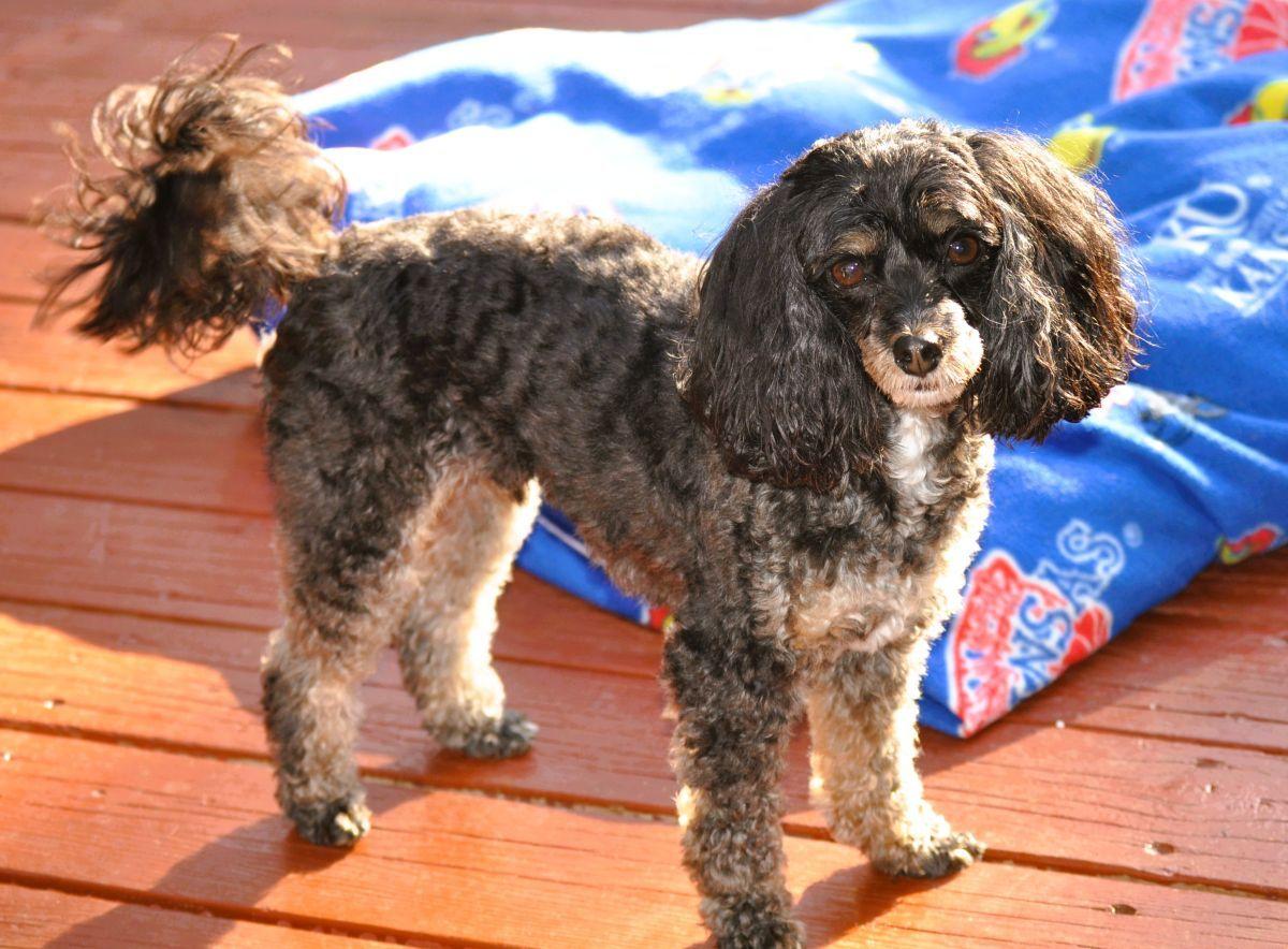 TANNER, Adopted, Adult Male Cavalier King Charles Spaniel & Poodle (Toy).