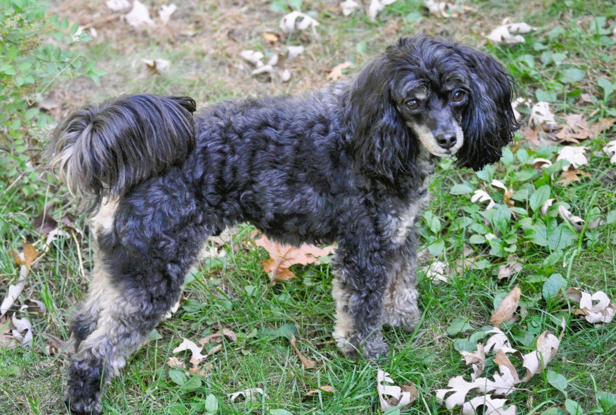 TANNER, a Adopted mixed breed in Elk River, MN image 2/6
