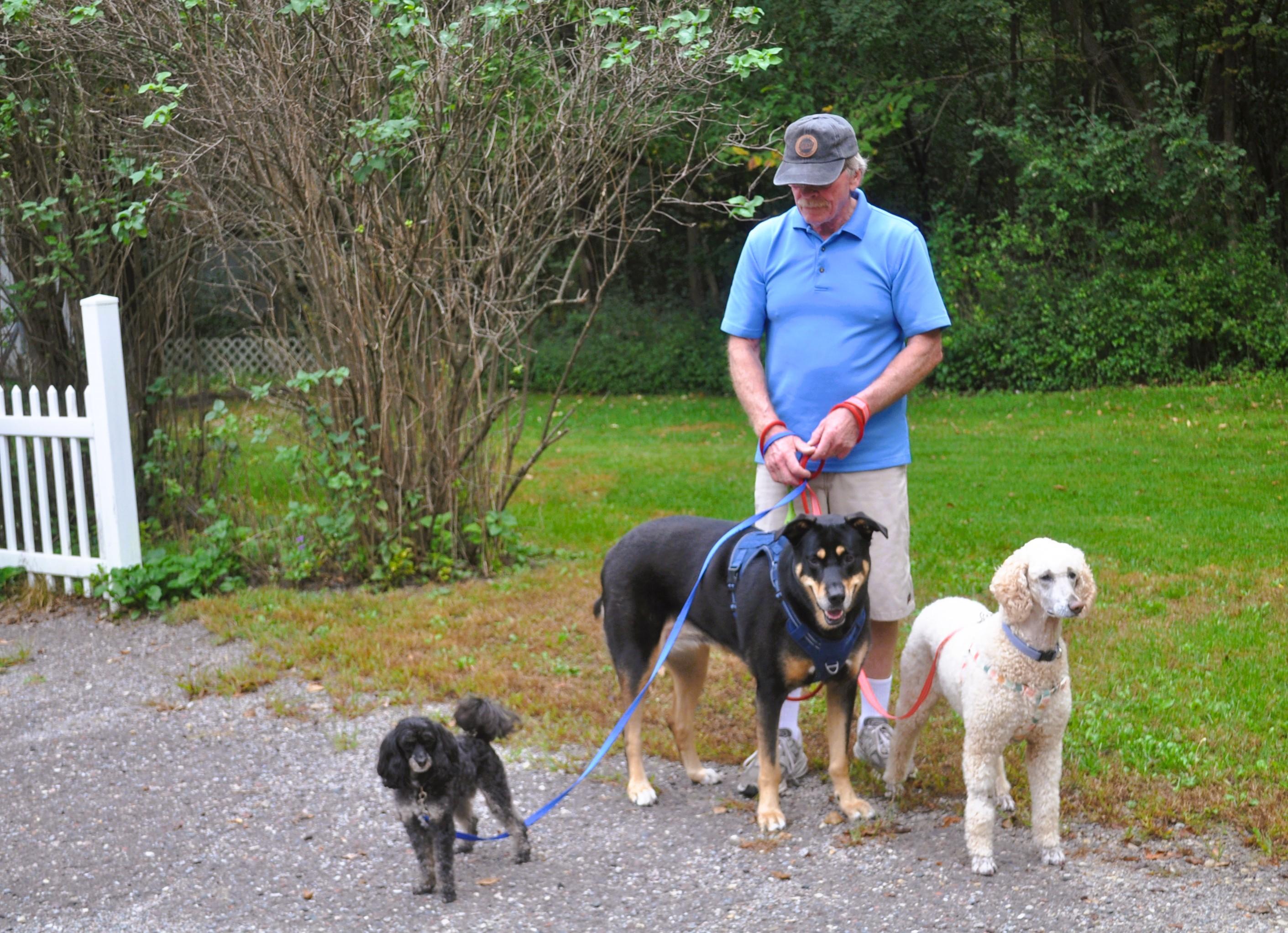 TANNER, a Adopted mixed breed in Elk River, MN image 3/6