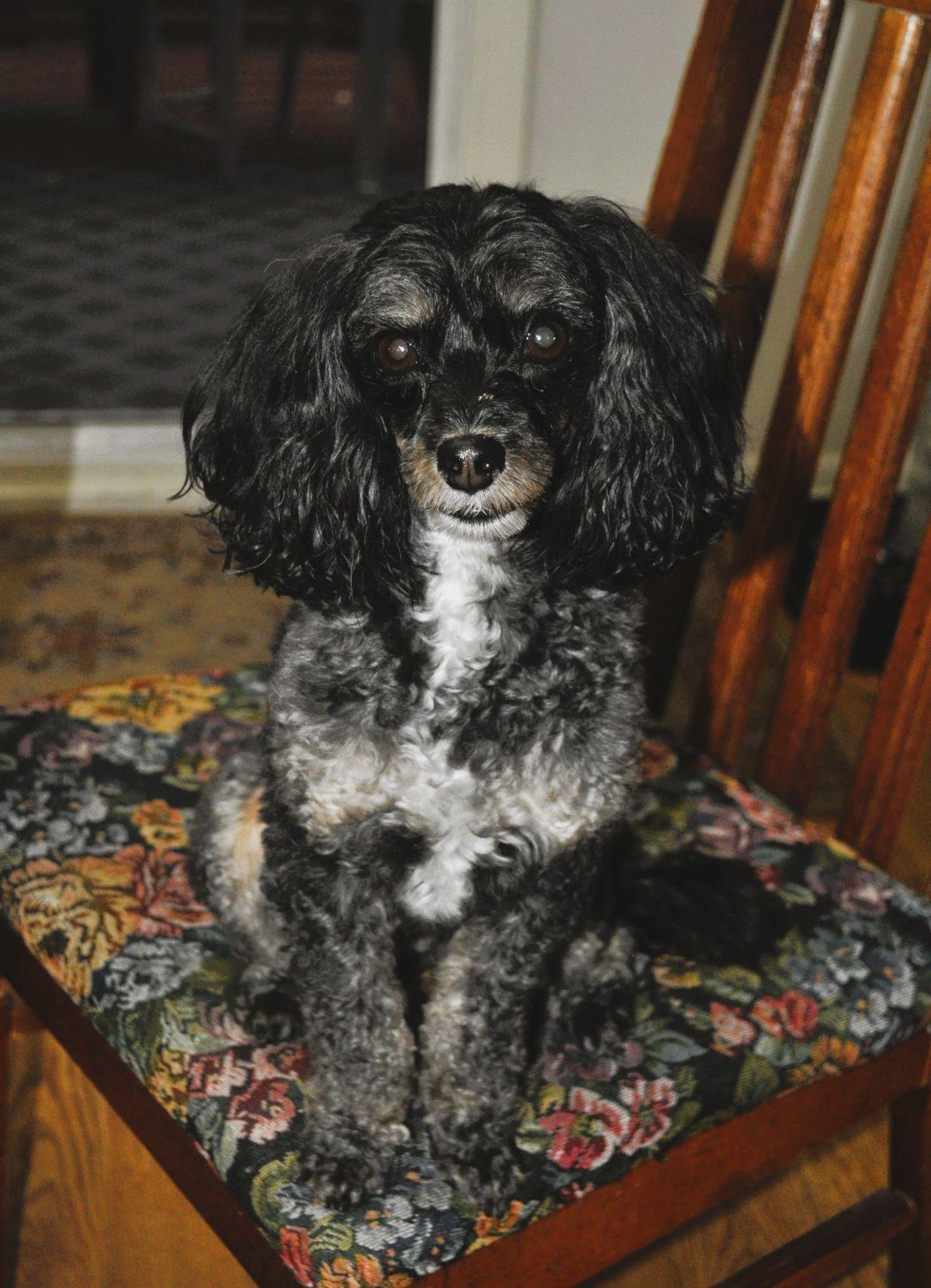 TANNER, a Adopted mixed breed in Elk River, MN image 4/6