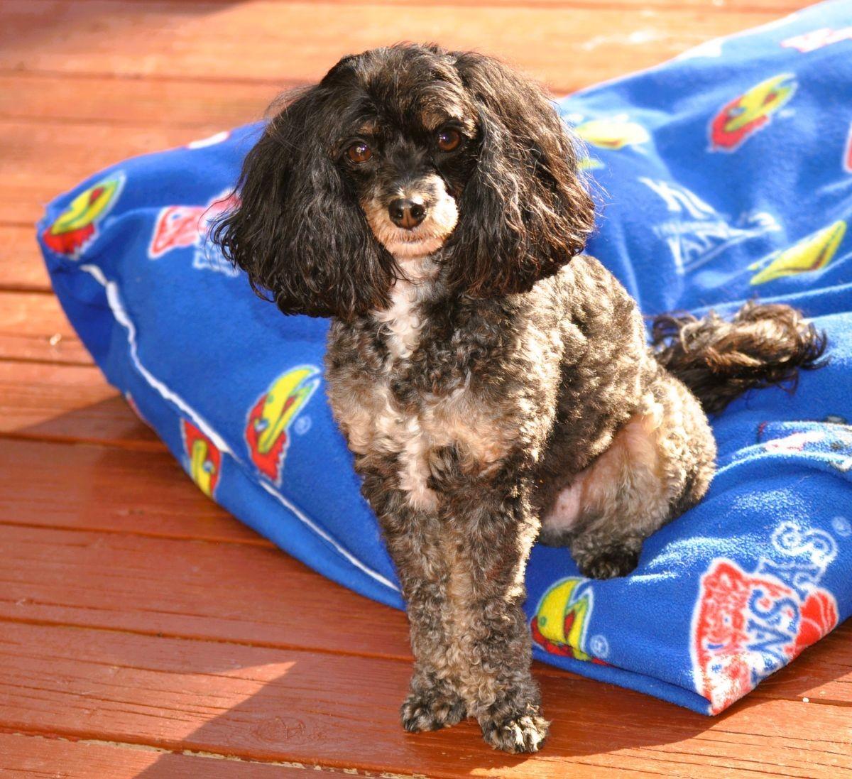 TANNER, a Adopted mixed breed in Elk River, MN image 5/6