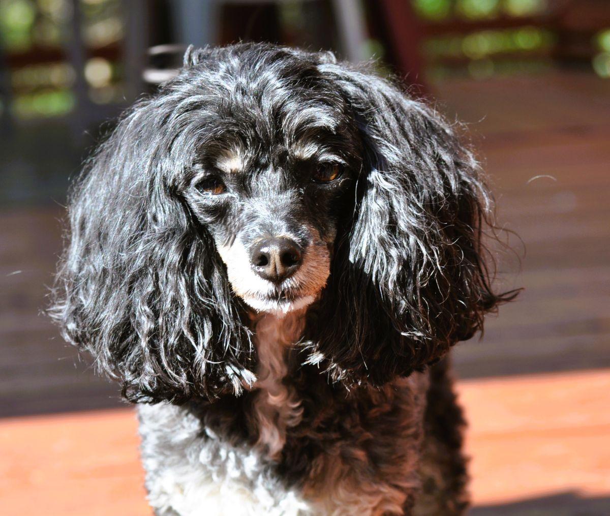 TANNER, a Adopted mixed breed in Elk River, MN image 6/6