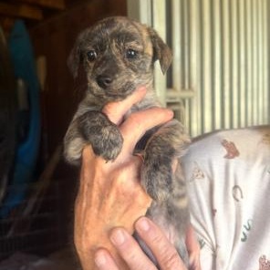 Enlarge Brin, an adopted mixed breed in Lodi, CA image 3/4