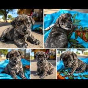 Enlarge Brin, an adopted mixed breed in Lodi, CA image 2/4