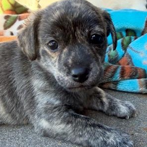Enlarge Brin, an adopted mixed breed in Lodi, CA image 1/4