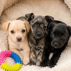 Enlarge Brin, an adopted mixed breed in Lodi, CA image 4/4