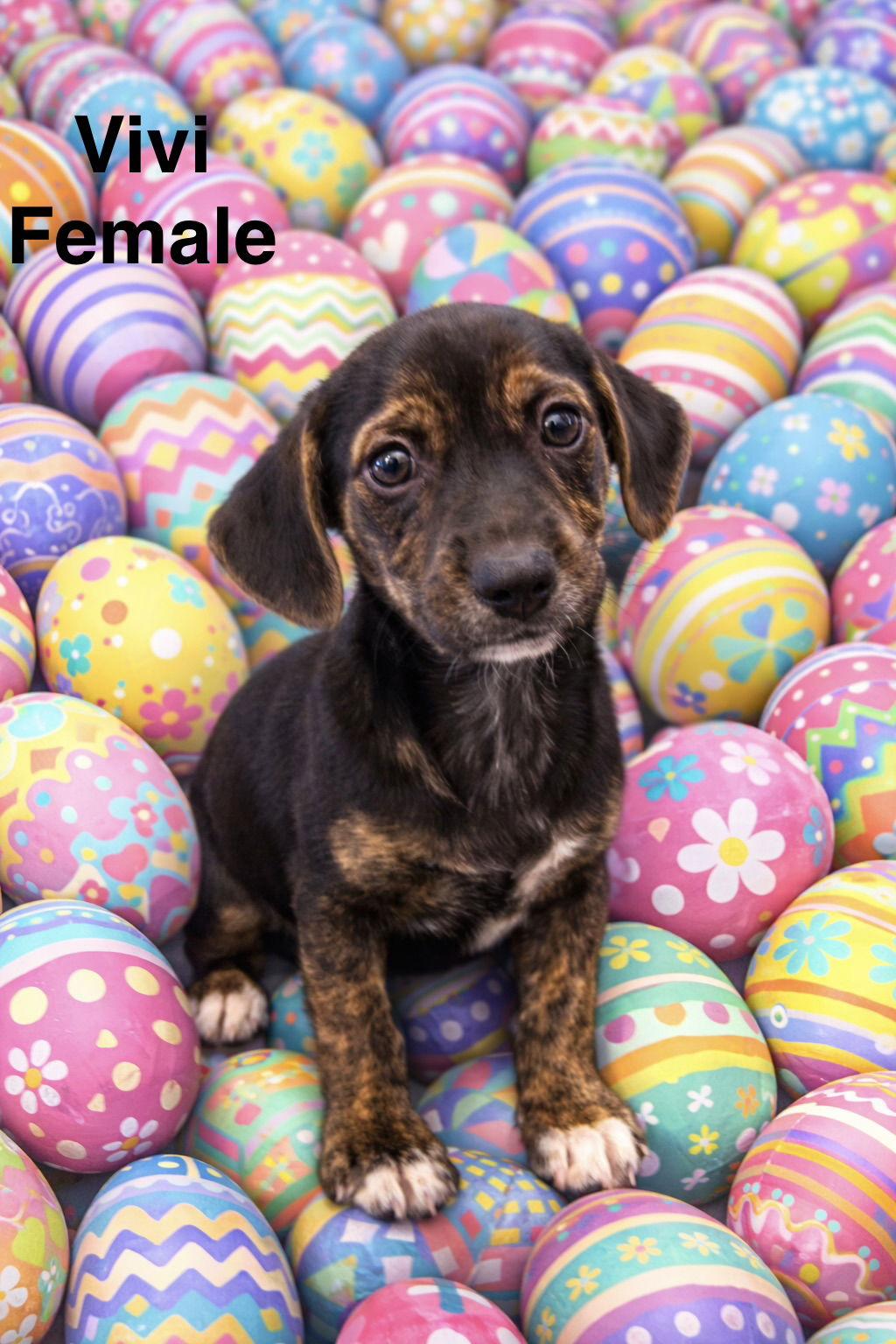 Vivi - Adoptable Pet | Petfinder | Petfinder