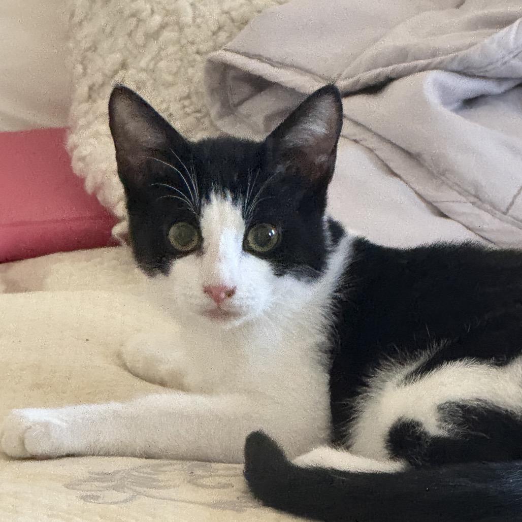 Sirius 2 — thumbnail 2