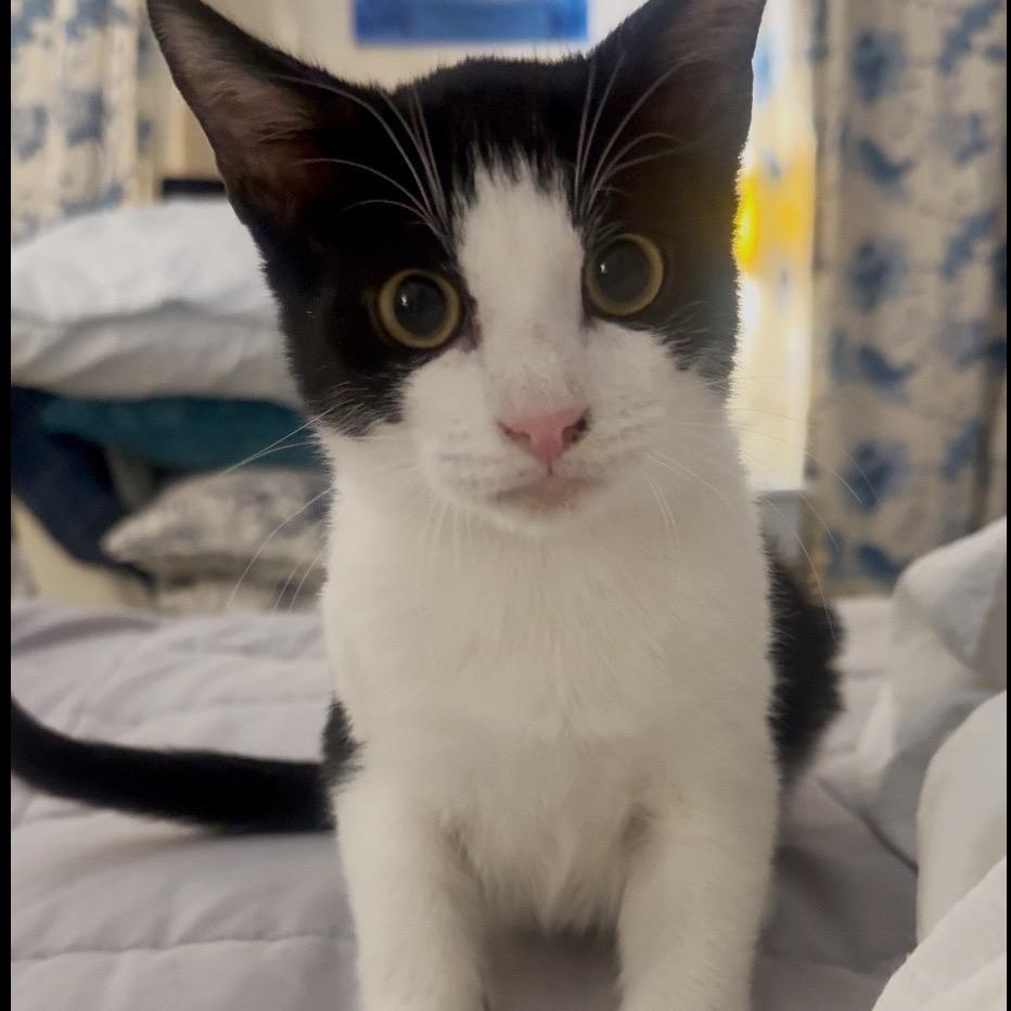 Sirius 2 — thumbnail 3