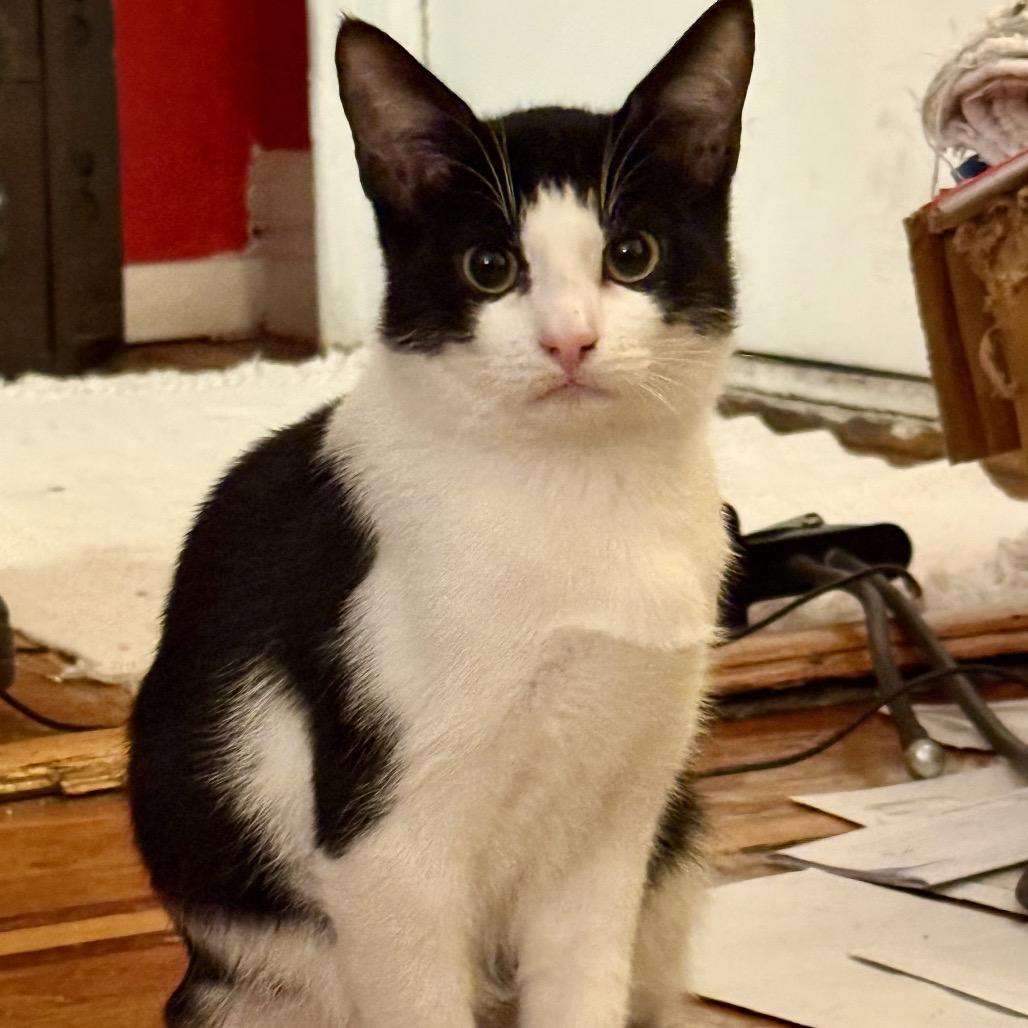 Sirius 2 — thumbnail 5