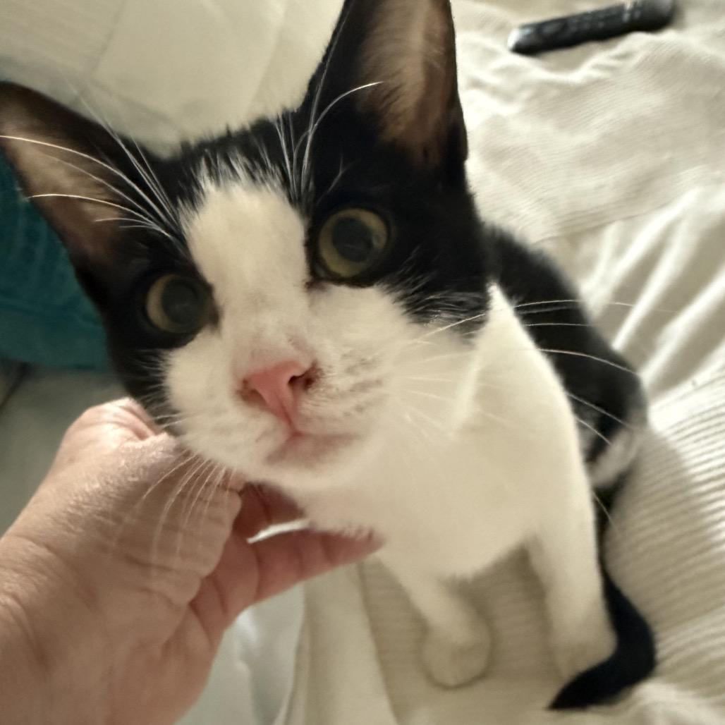 Sirius 2 — thumbnail 6