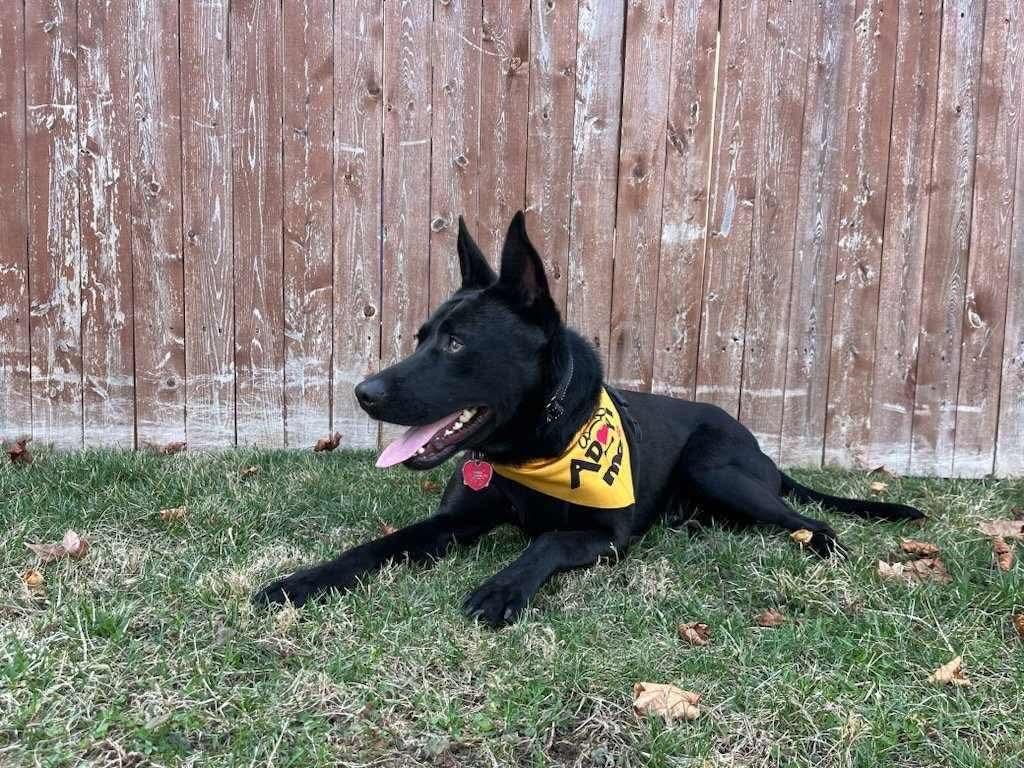 Enlarge Johnny, a Adoptable mixed breed in Westwood, NJ image 6/6