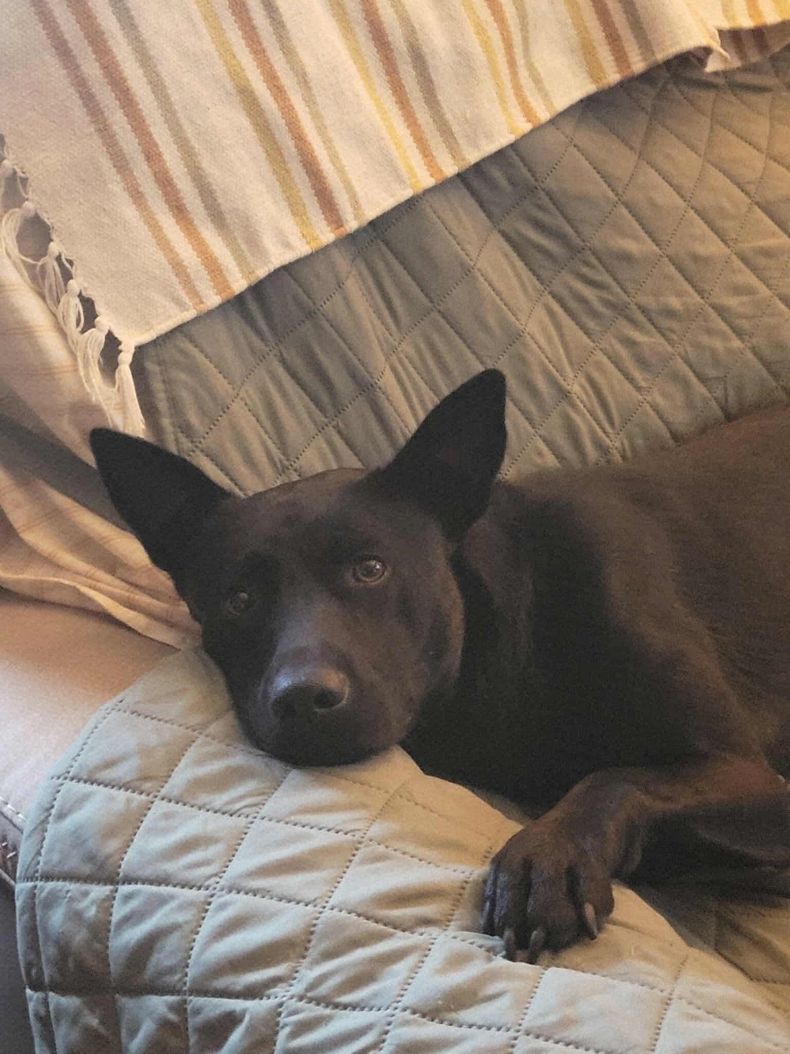 Enlarge Johnny, a Adoptable mixed breed in Westwood, NJ image 4/6