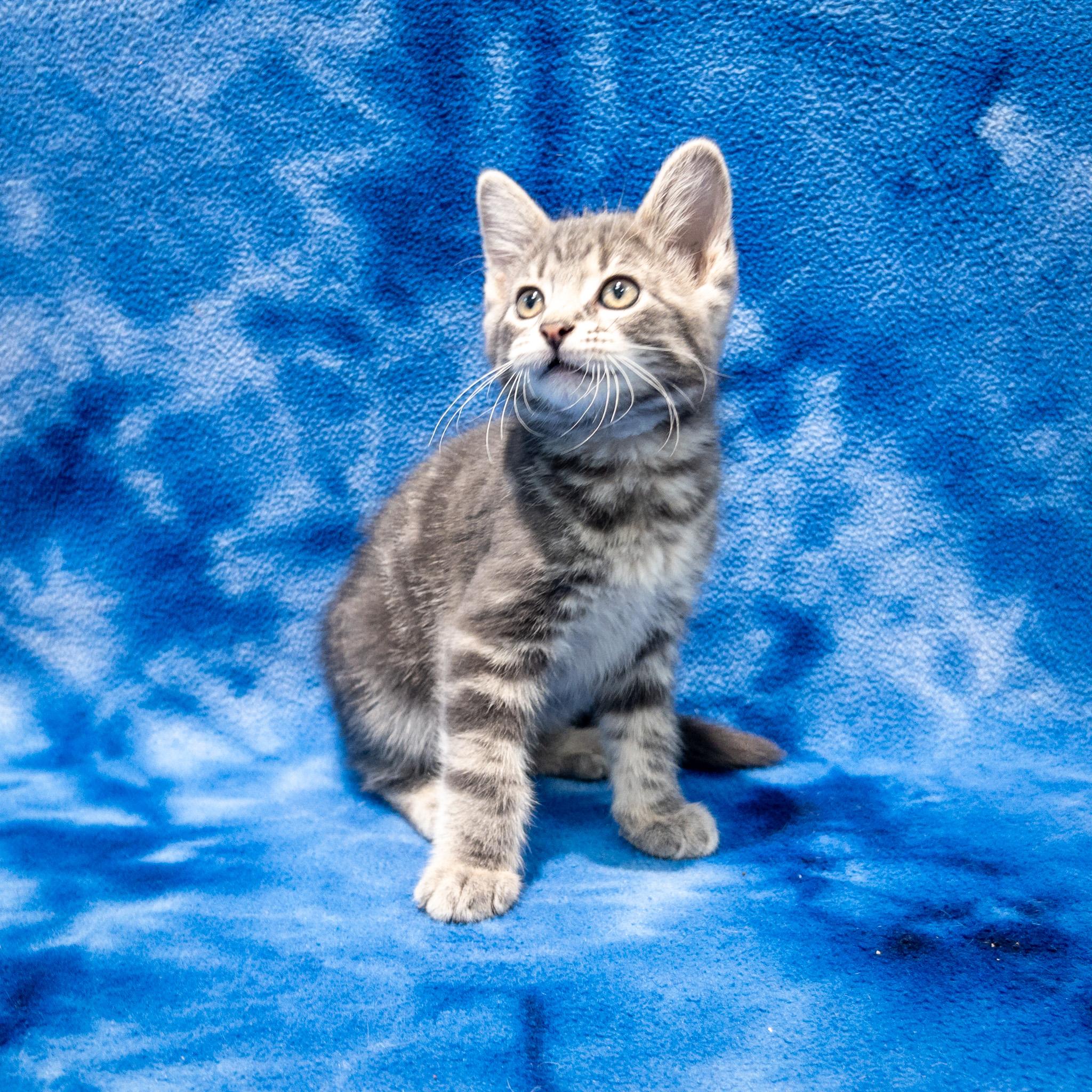 Enlarge Roberto, an adopted mixed breed in Overland Park, KS image 2/2
