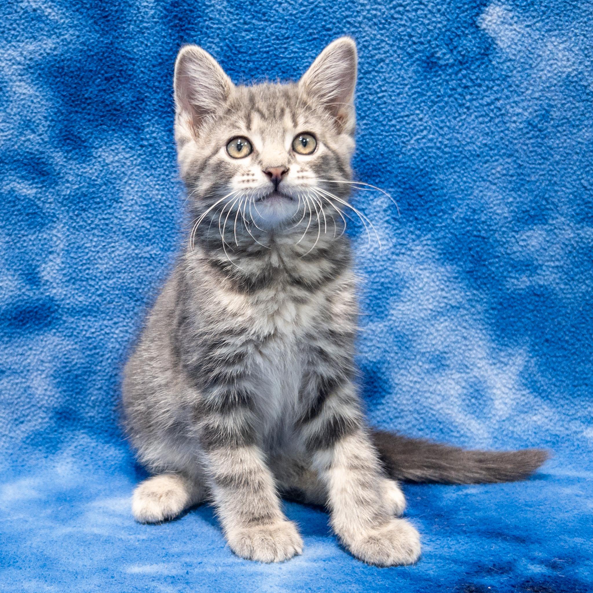 Roberto, adopted, Kitten Male Domestic Short Hair.