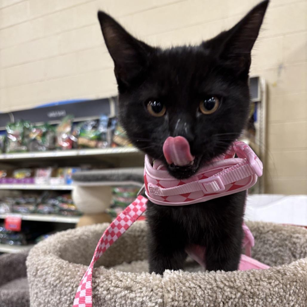 Bram, Adoptable, Kitten Male Domestic Short Hair.