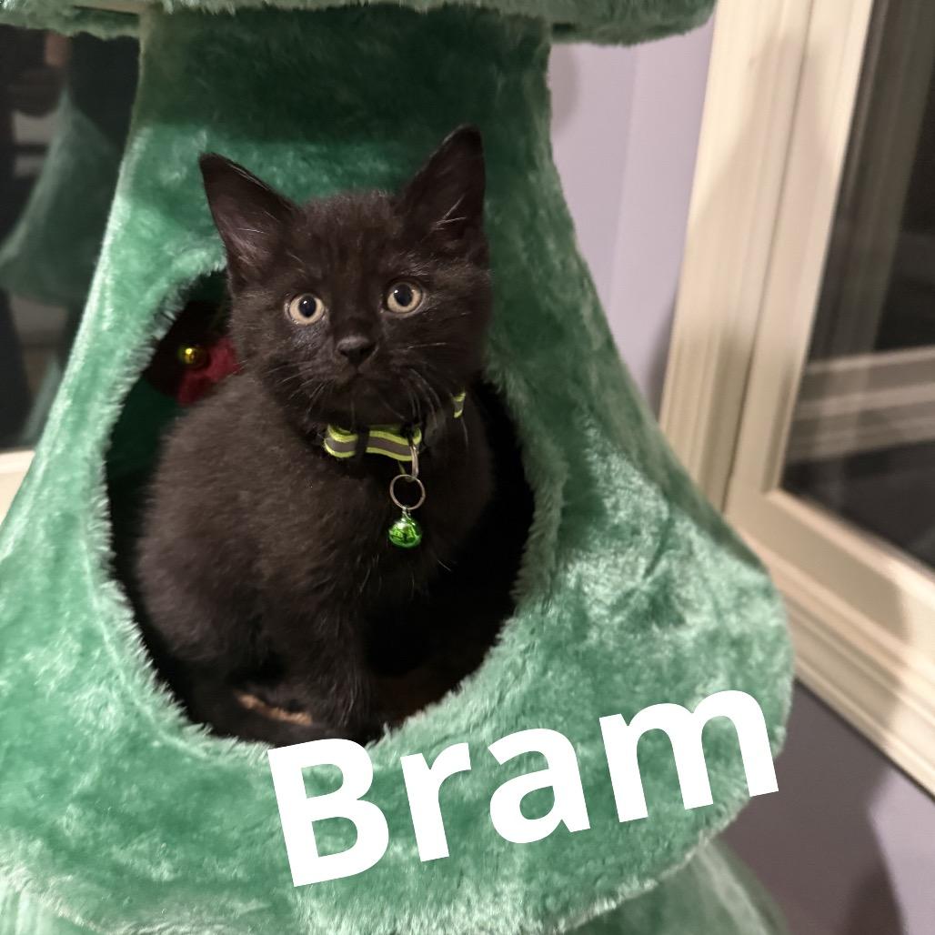 Bram, Adoptable, Kitten Male Domestic Short Hair.