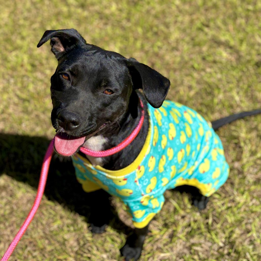 Tia, a Adoptable mixed breed in Newtown, CT image 5/6