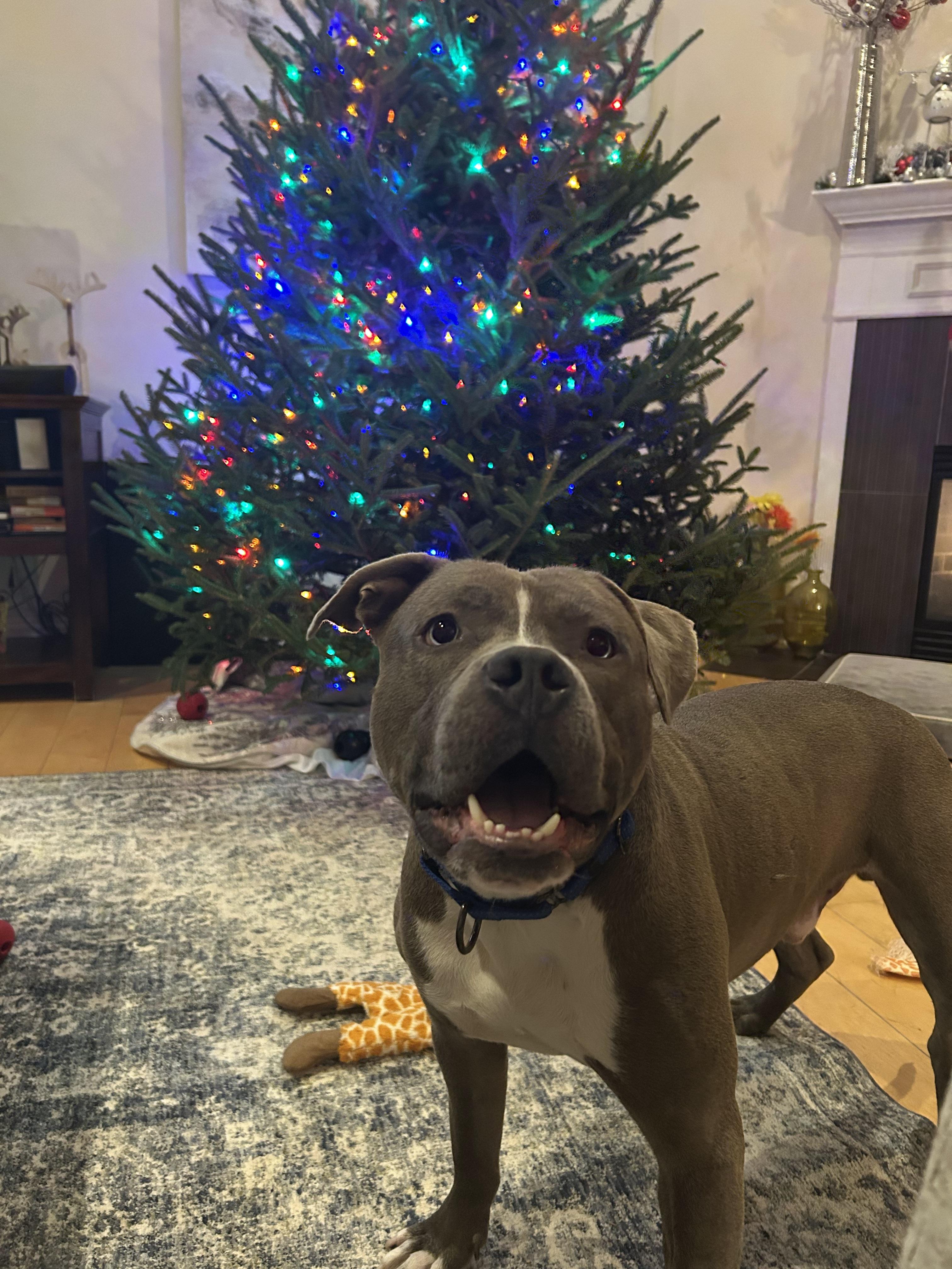 Lieutenant Dan, Adoptable, Adult Male Pit Bull Terrier & Staffordshire Bull Terrier.