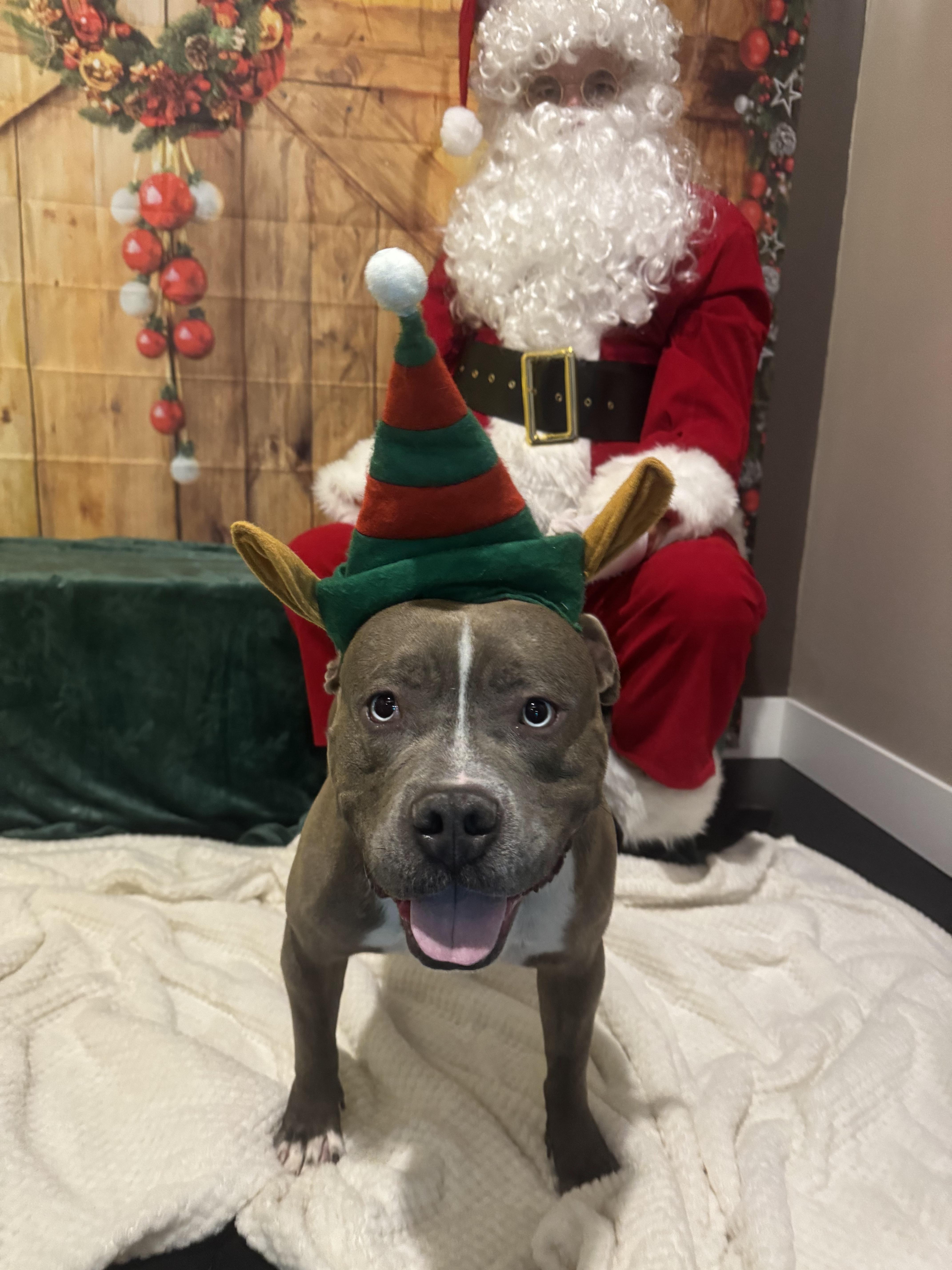 Lieutenant Dan, a Adoptable mixed breed in Troy, MI image 3/5