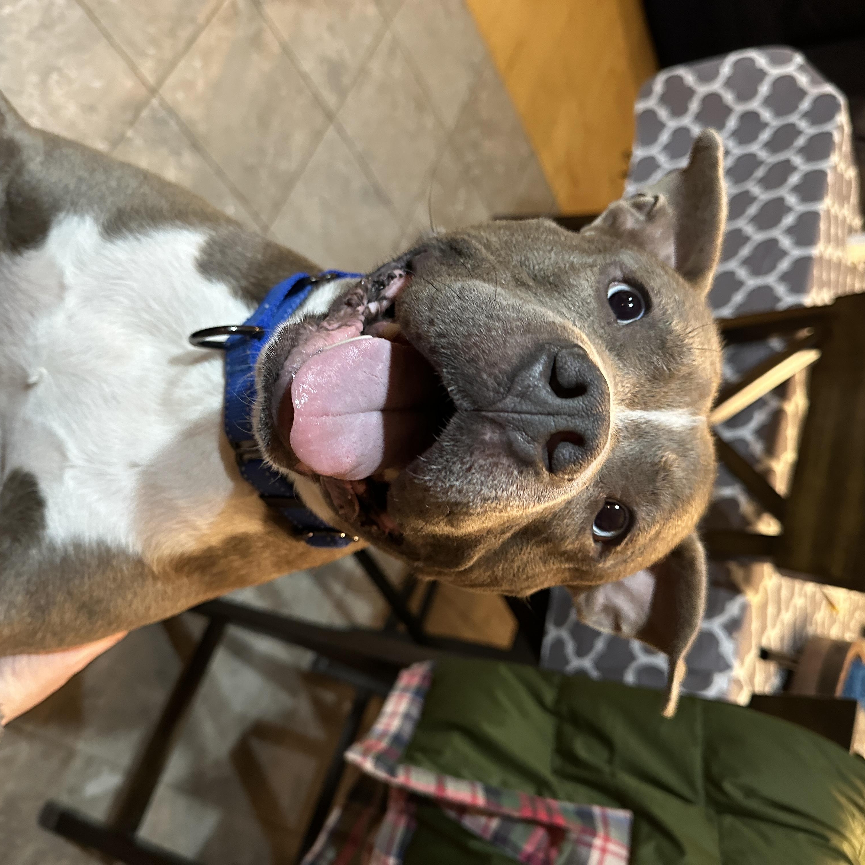 Lieutenant Dan, a Adoptable mixed breed in Troy, MI image 4/5