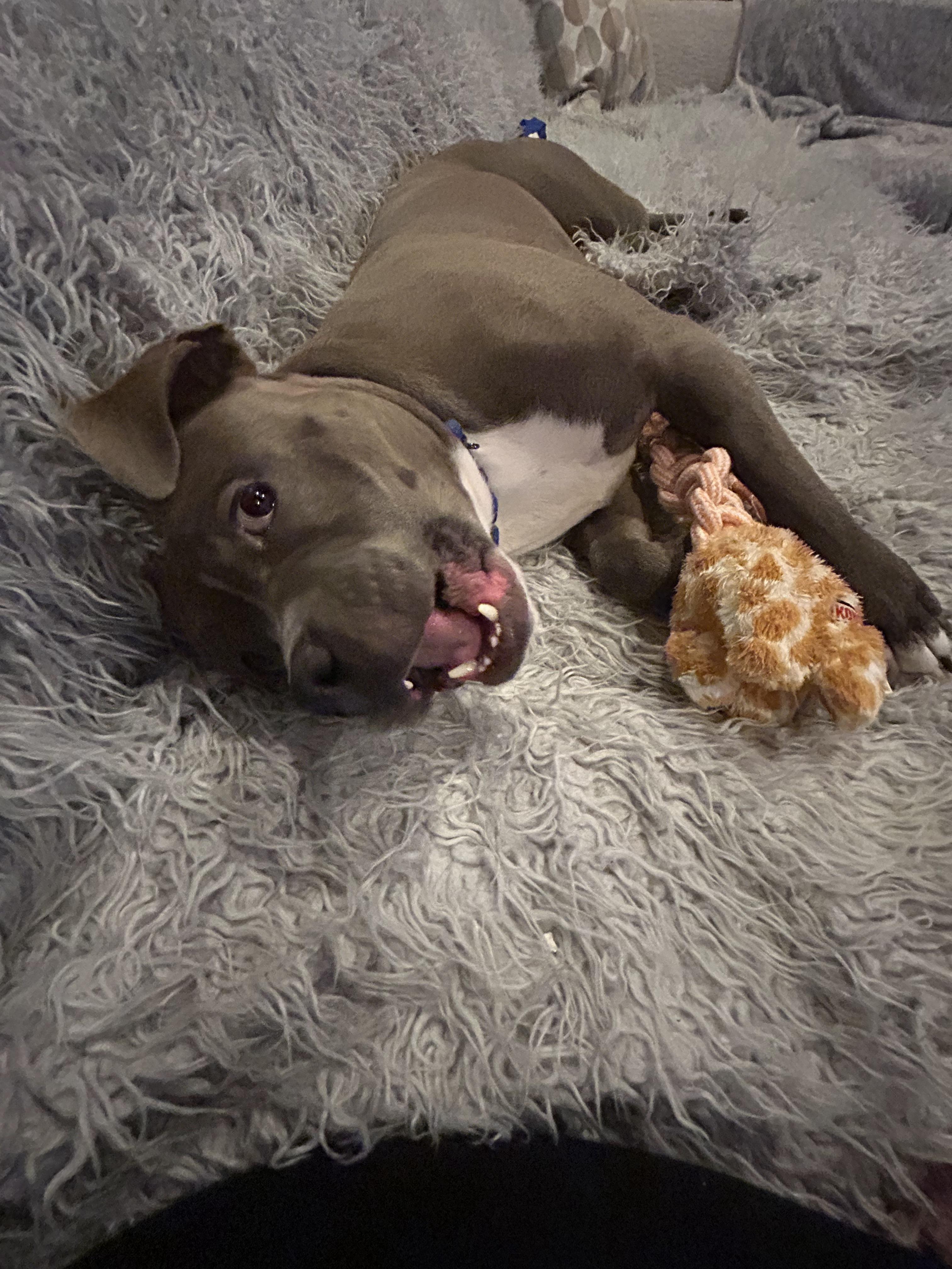 Lieutenant Dan, a Adoptable mixed breed in Troy, MI image 2/5