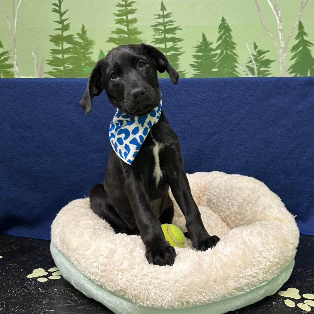 Enlarge Ida, a Adoptable mixed breed in Logan, UT image 1/1