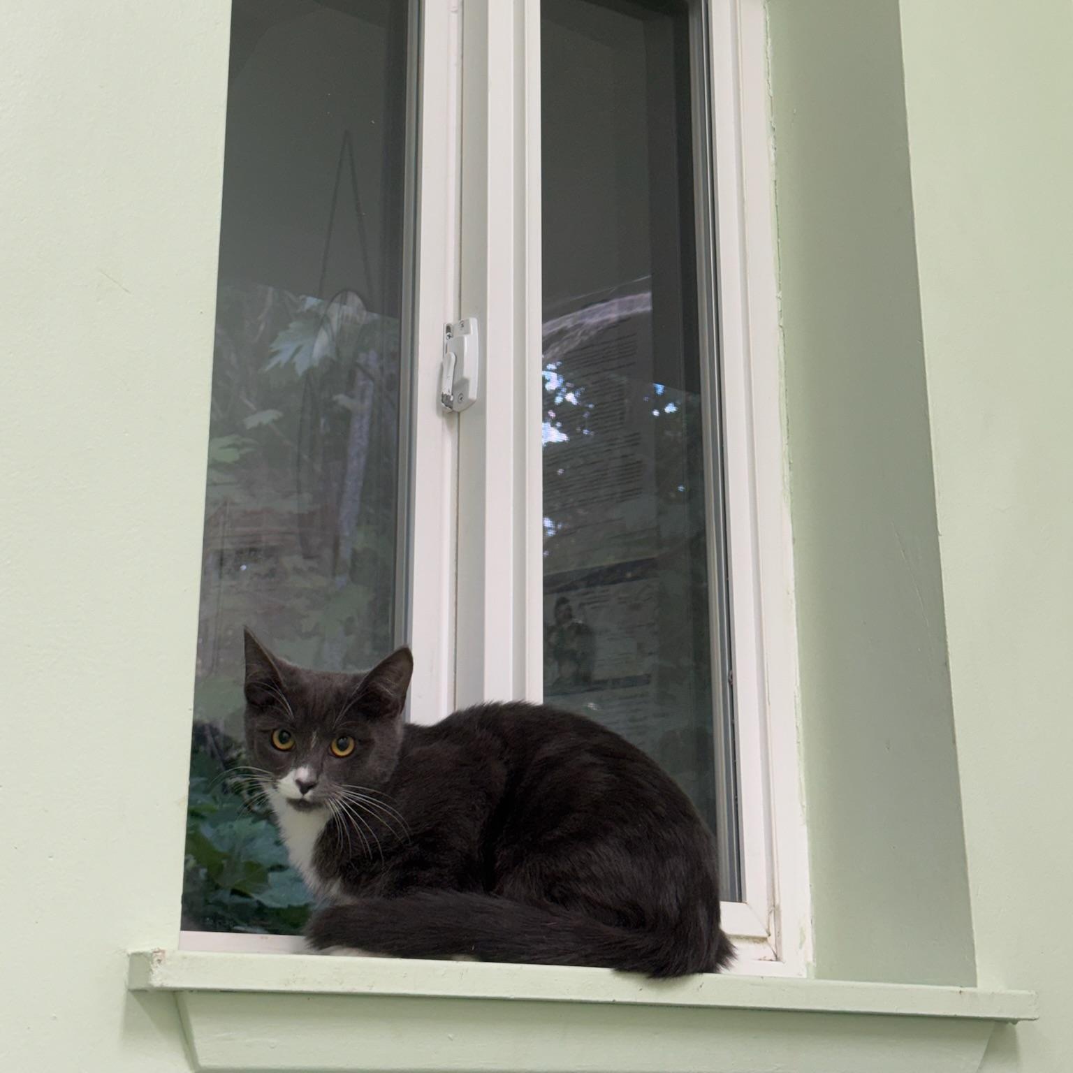 Ms.Honey, Adoptable, Kitten Female Domestic Short Hair.