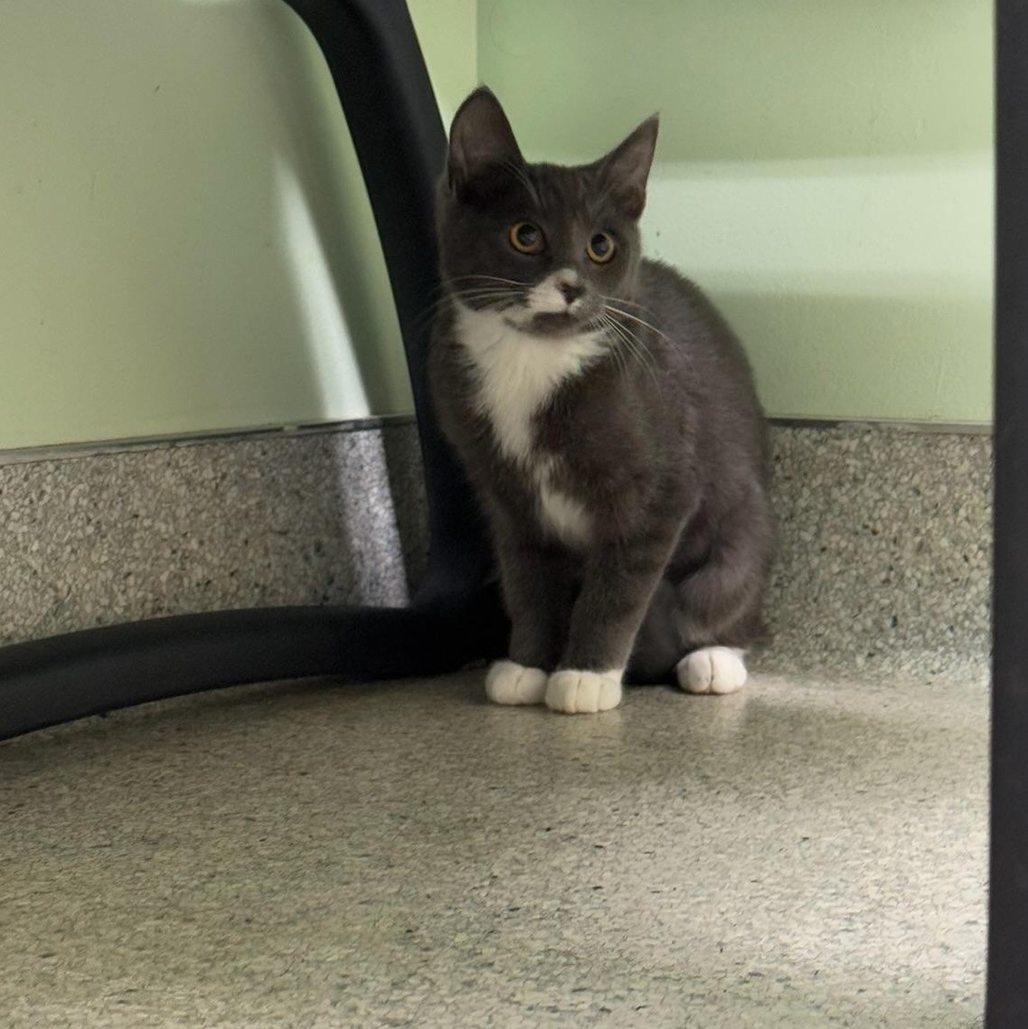Enlarge Ms.Honey, a Adoptable Domestic Short Hair in Kent, WA image 2/3