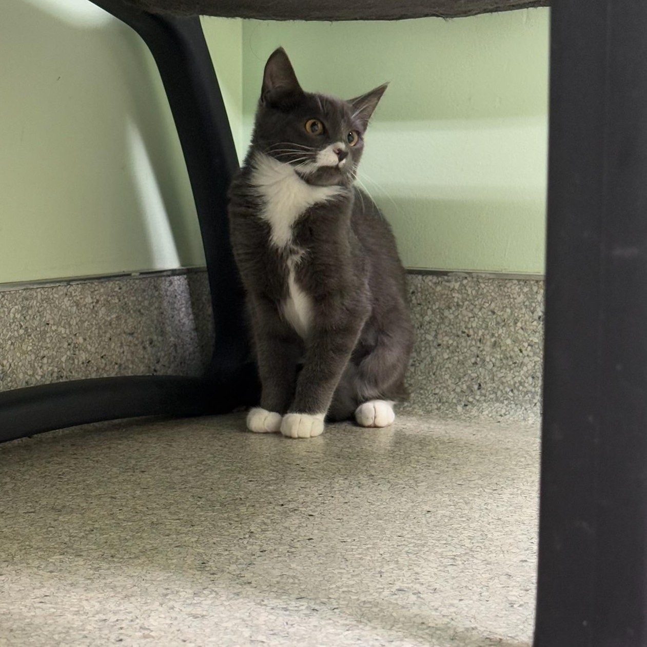 Enlarge Ms.Honey, a Adoptable Domestic Short Hair in Kent, WA image 3/3
