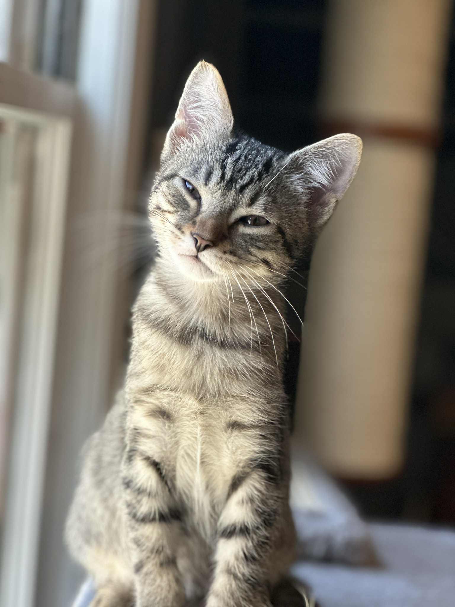 Wheelie, Adoptable, Young Male Domestic Short Hair.