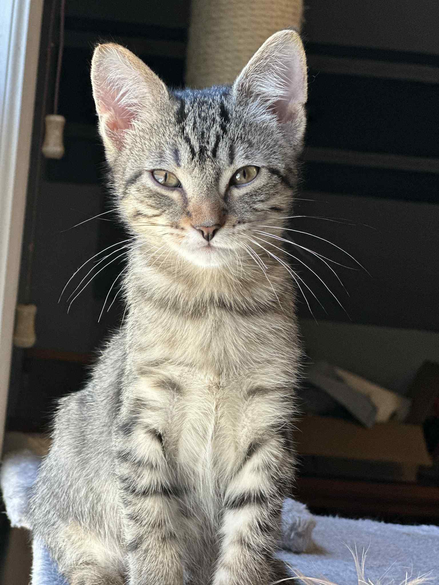 Wheelie, a Adoptable Domestic Short Hair in Milwaukee, WI image 2/4