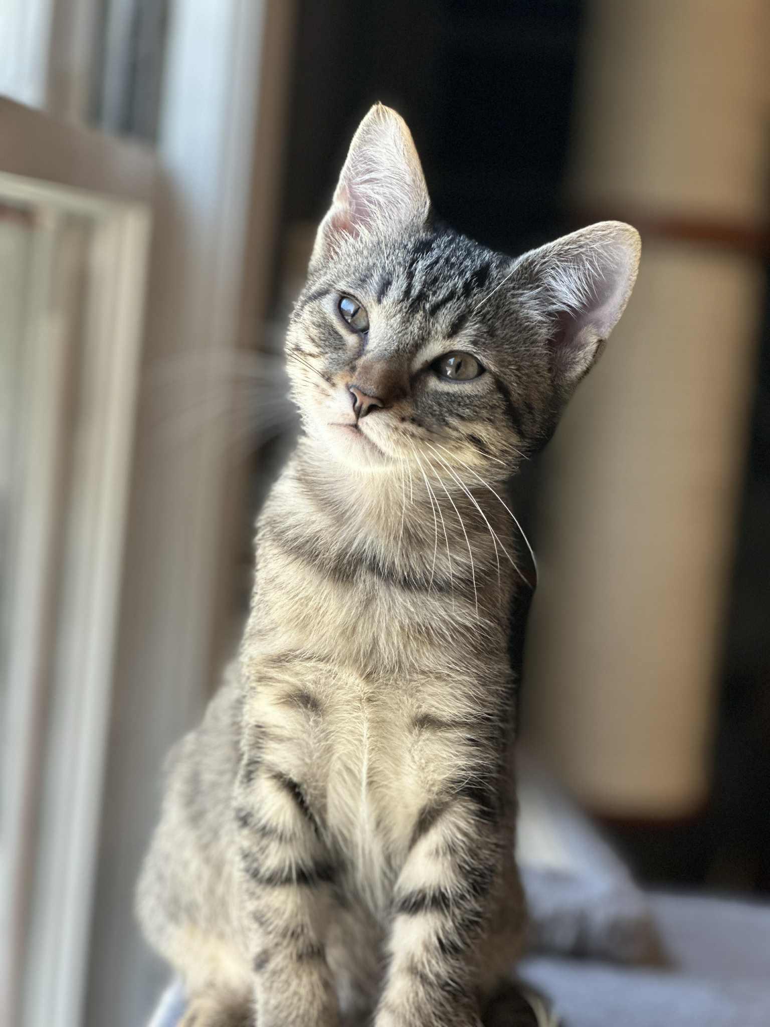 Wheelie, a Adoptable Domestic Short Hair in Milwaukee, WI image 3/4