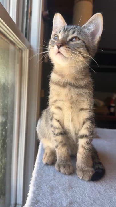 Enlarge Wheelie, a Adoptable Domestic Short Hair in Milwaukee, WI video 4/4