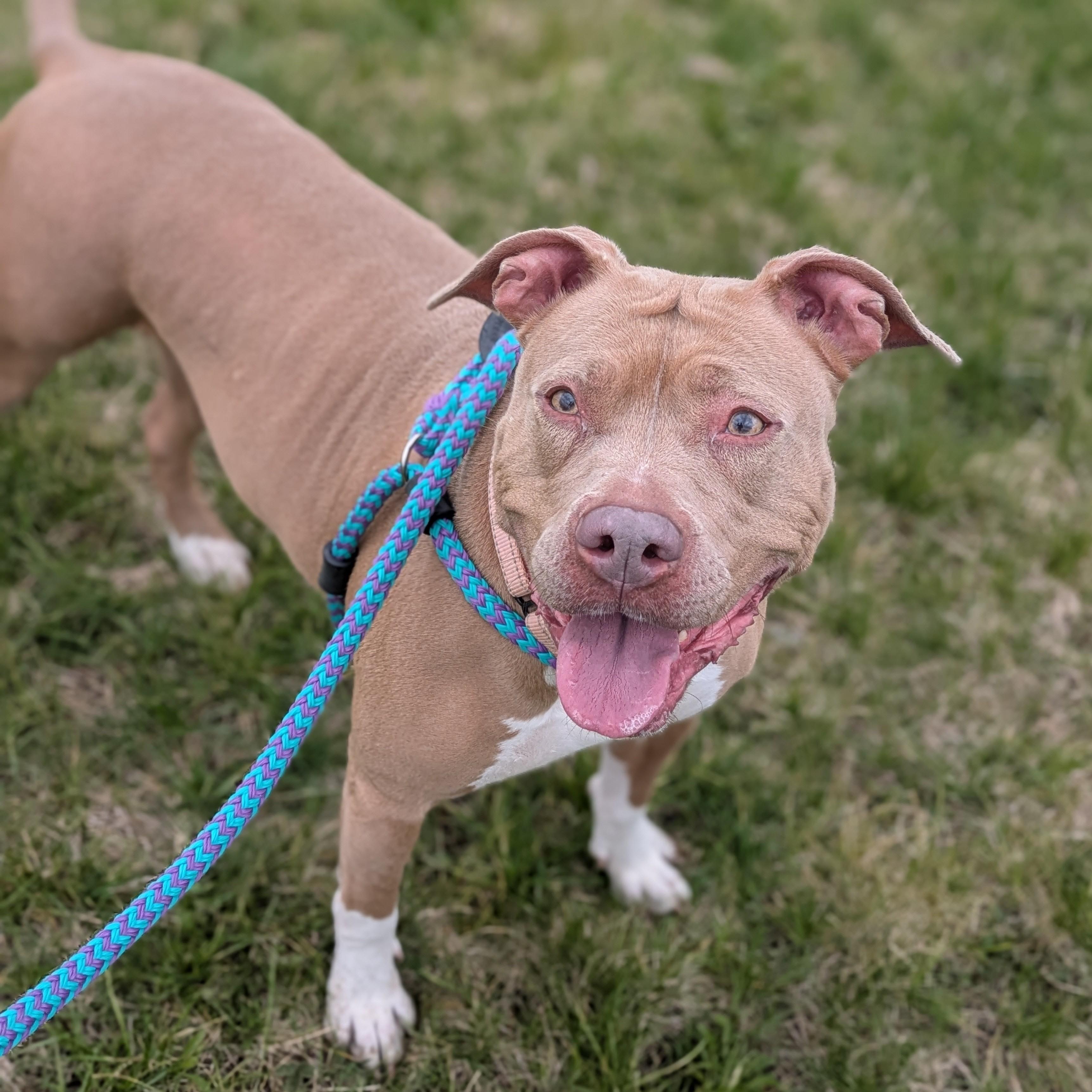 Nahji, ADOPTABLE, Adult Female Terrier.