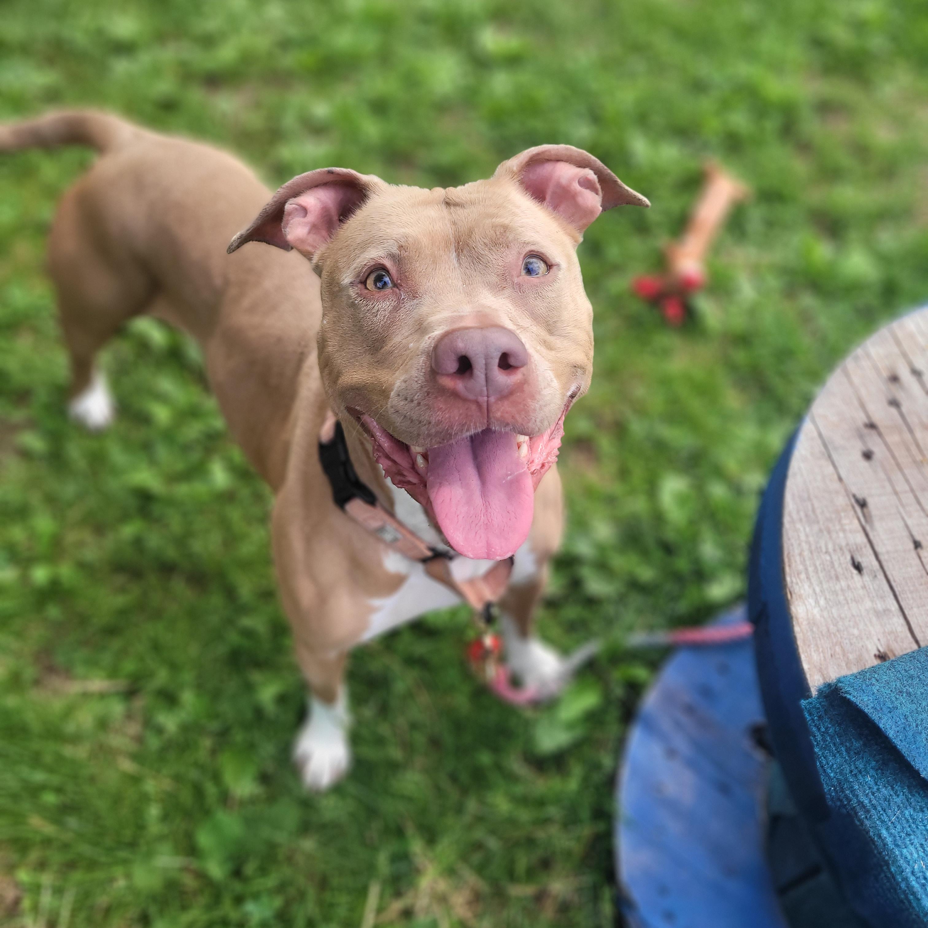Enlarge Nahji, a ADOPTABLE mixed breed in Syracuse, NY image 2/3