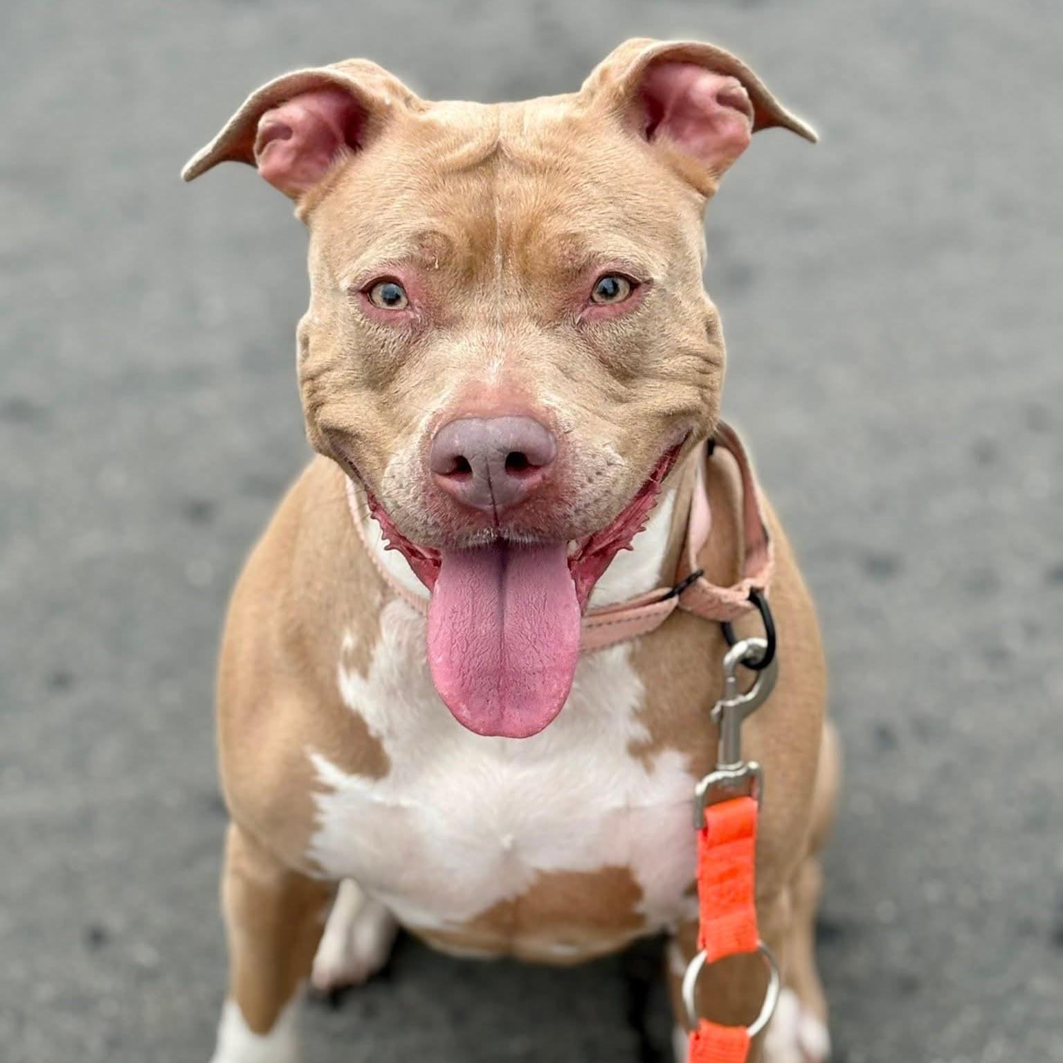 Enlarge Nahji, a ADOPTABLE mixed breed in Syracuse, NY image 3/3