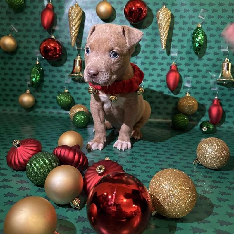 Enlarge Tiny Tim, an adopted mixed breed in Bryan, TX image 1/3