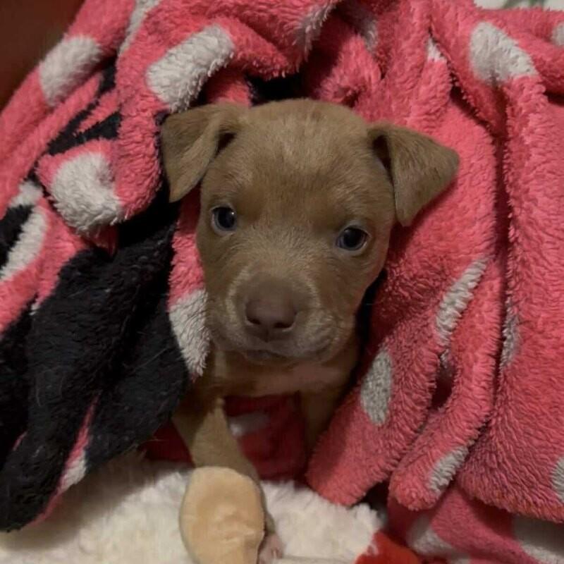 Enlarge Tiny Tim, an adopted mixed breed in Bryan, TX image 2/3