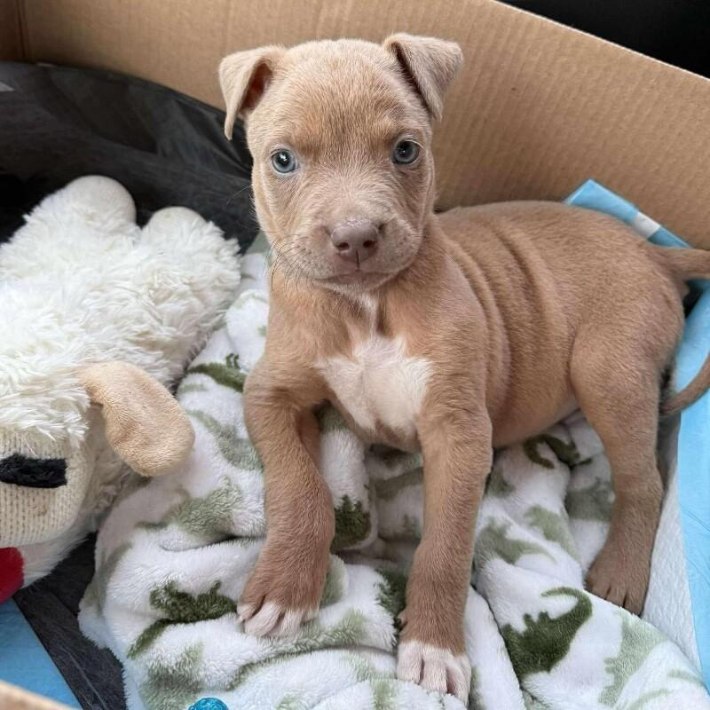 Enlarge Tiny Tim, an adopted mixed breed in Bryan, TX image 3/3