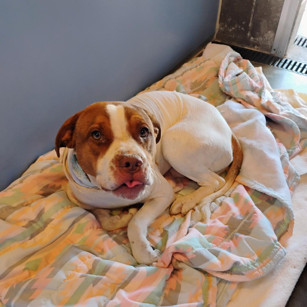 Remy, Adoptable, Young Male Pit Bull Terrier.