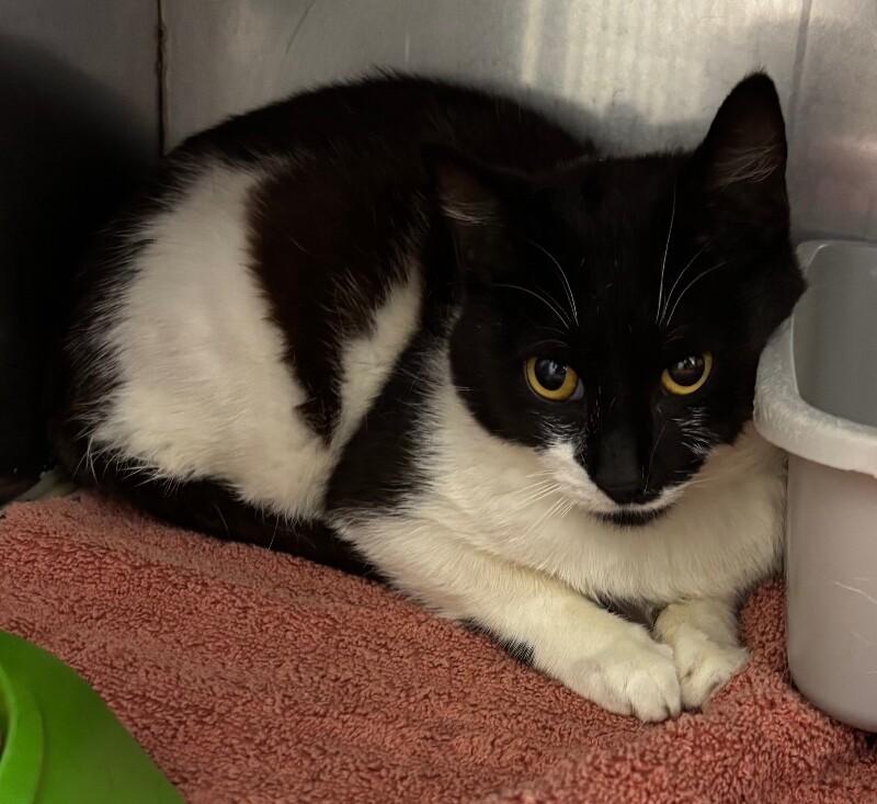 Austin, Adoptable, Adult Male Domestic Short Hair.
