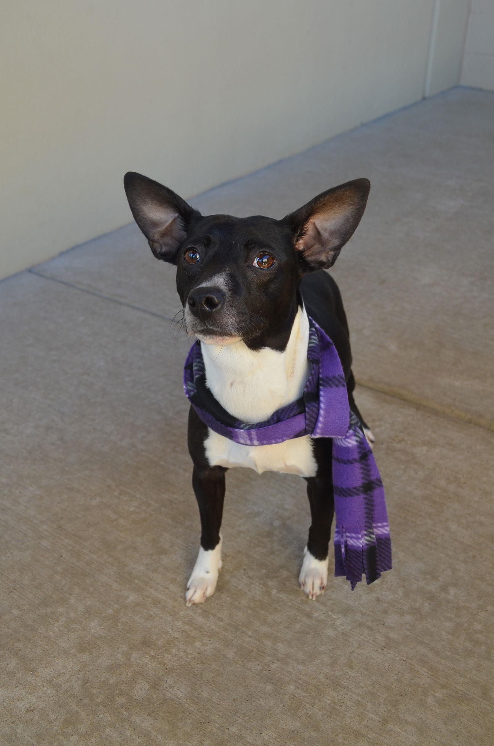 Enlarge Nugget, a Adopted Pit Bull Terrier in McKinney, TX image 1/3