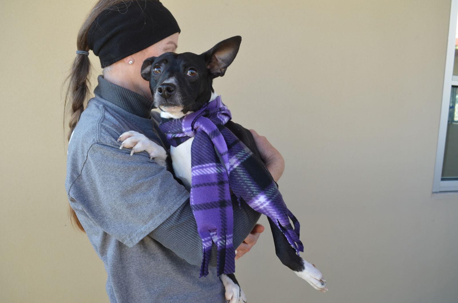 Enlarge Nugget, a Adopted Pit Bull Terrier in McKinney, TX image 2/3