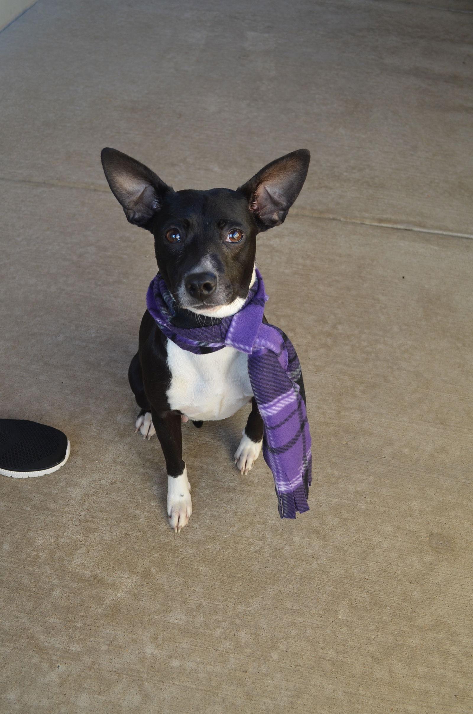 Enlarge Nugget, a Adopted Pit Bull Terrier in McKinney, TX image 3/3
